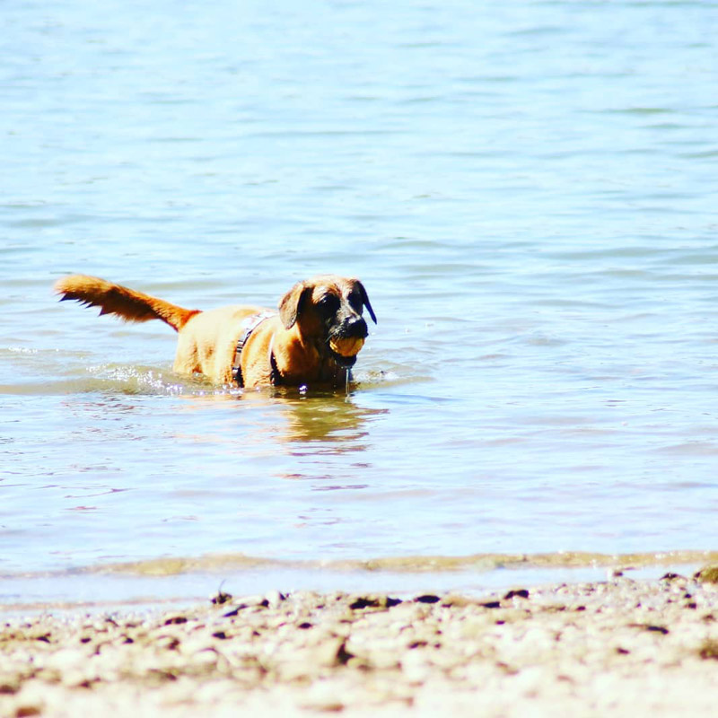 Amiga- wo ist der Ball?