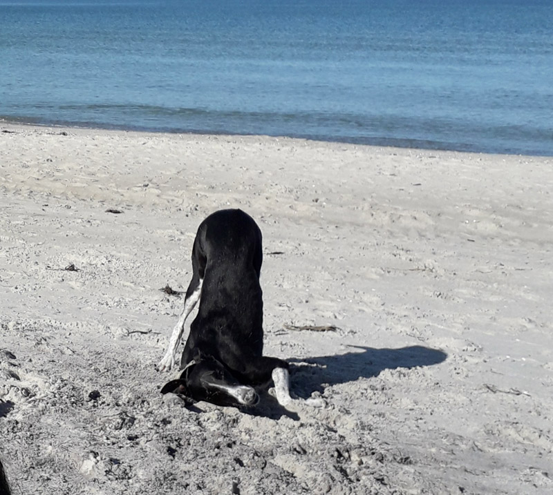 Bruja macht ein paar gymnastische Übungen.