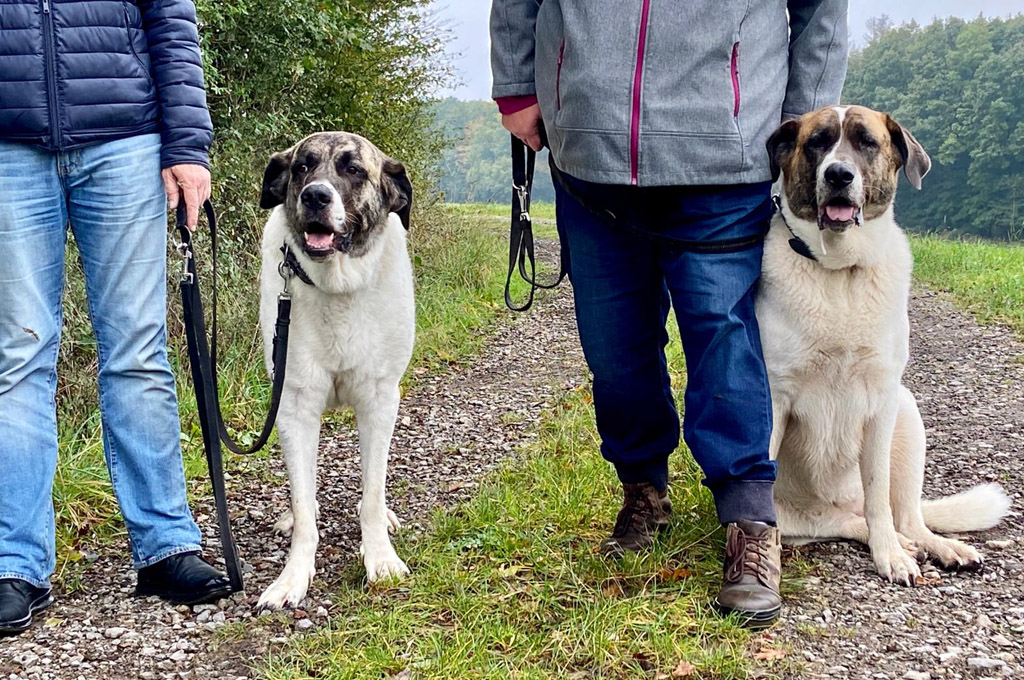 Dauerpflegehund Peaches trifft sich mit Kimba- Verwechslung ausgeschlossen;-)