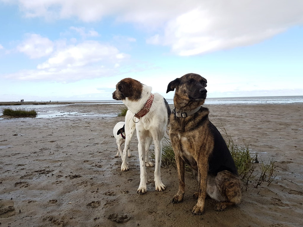 Penny und Clooney, die Schwesterchen, lieben lange Spaziergänge mit möglichst wenig Menschen