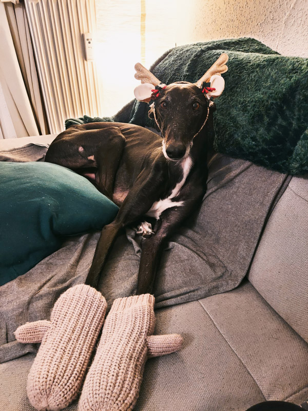 Puma (ehem. Clyde aus Chiclana) 