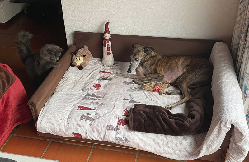 Rubi (ehemals Oca) und Kater Silvan