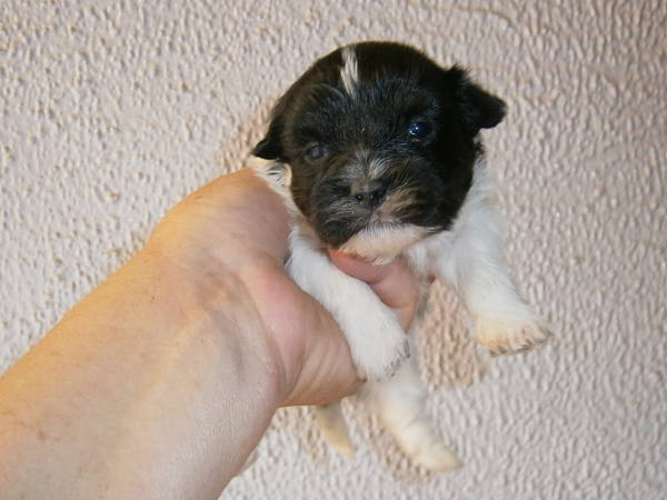 Rüde 2 - BOOMER