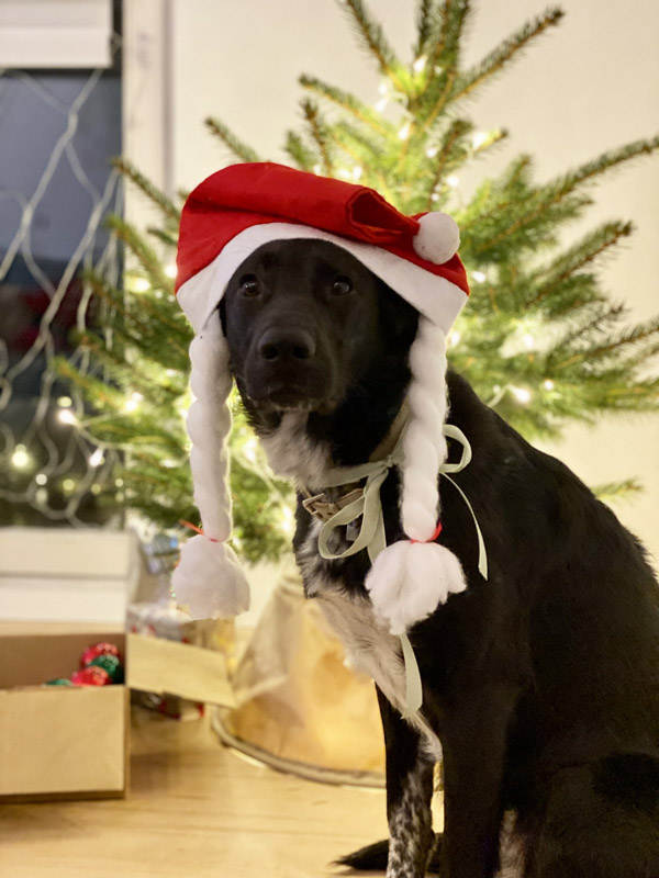 Sombra als Weihnachtsgehilfin