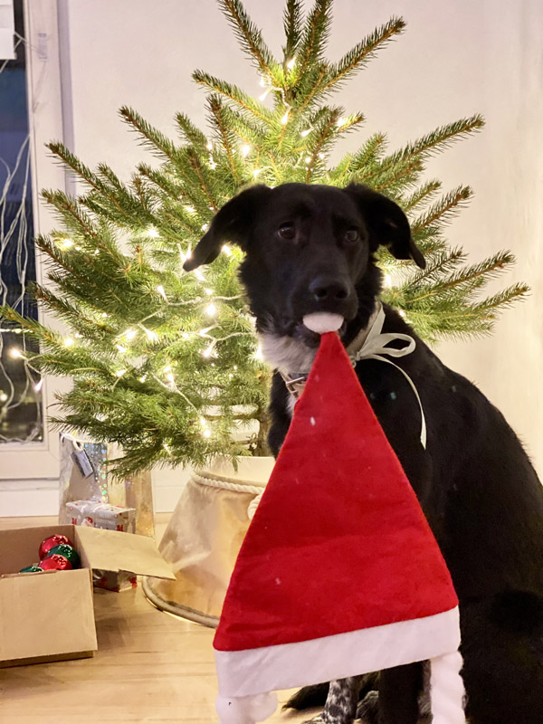 Sombra als Weihnachtsgehilfin