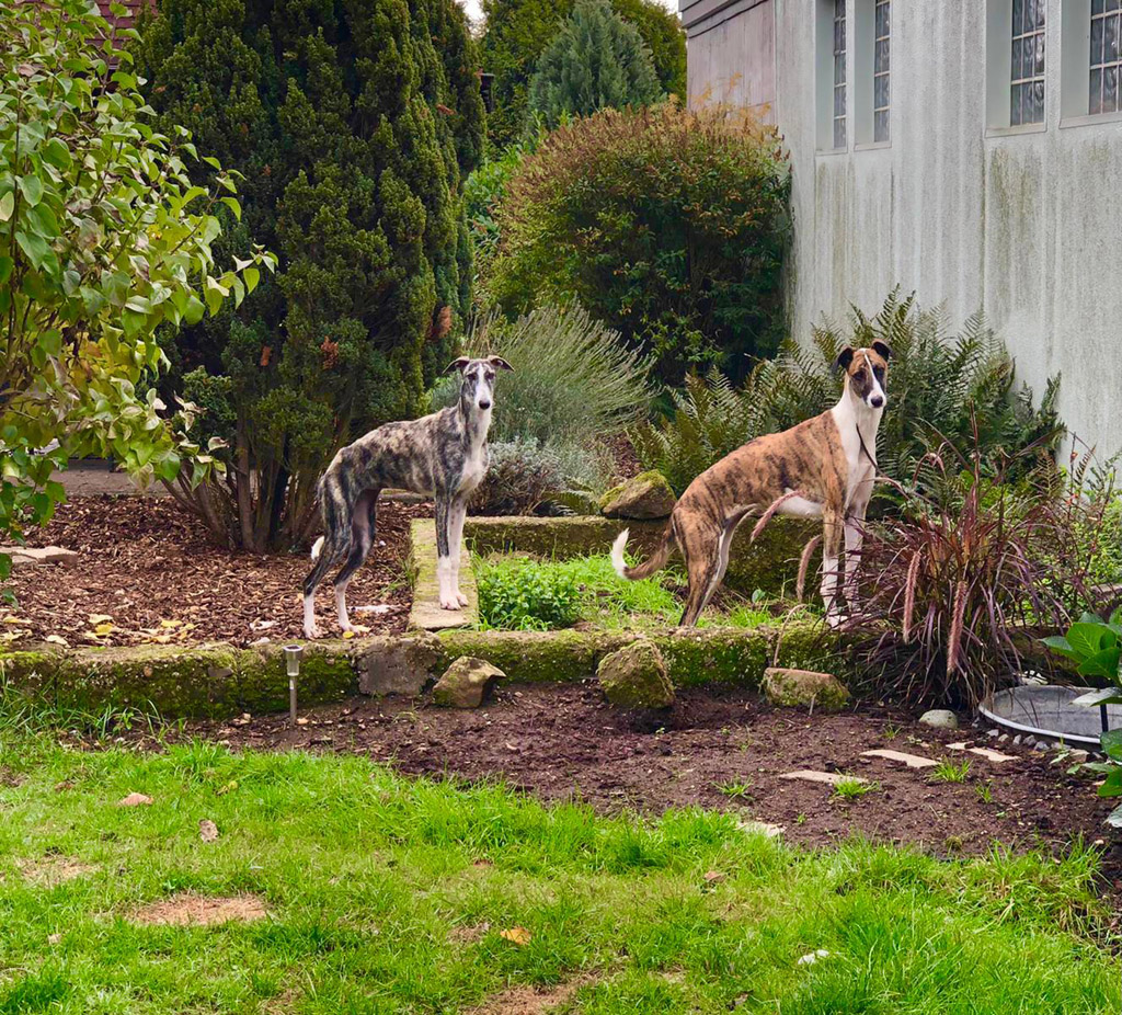 Stella hat wohl die längsten Galgobeine