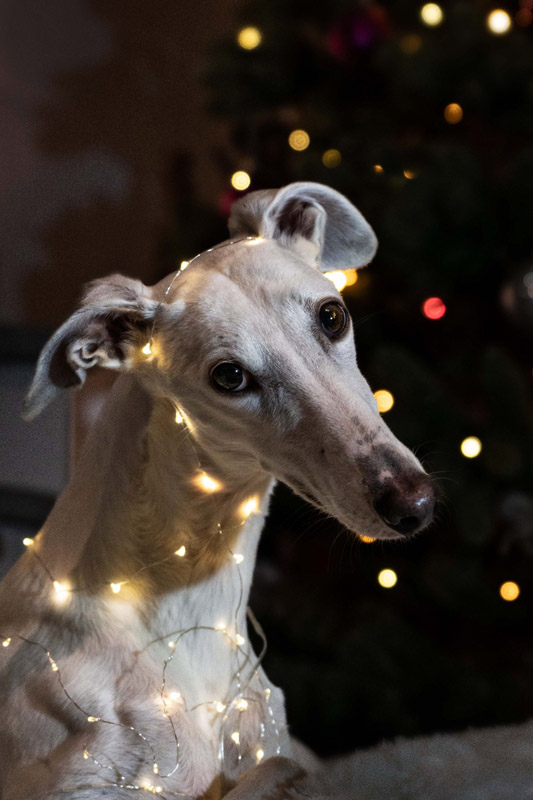 Xanta