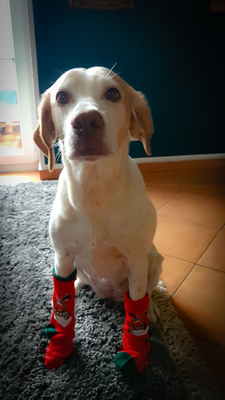 Yuna und ihre Weihnachtssocken