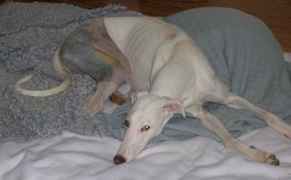 Knochenbruch beim Hund (Fraktur)
