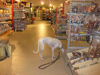 Einkaufen mit Hund