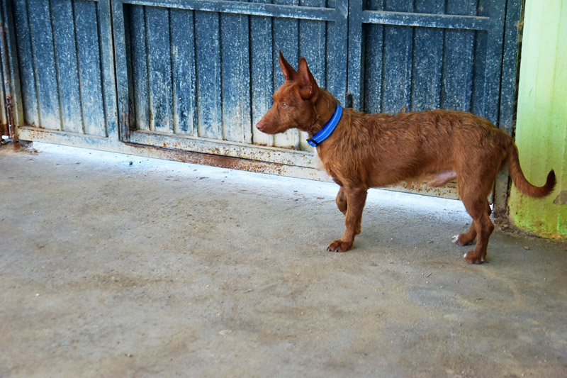 pancho_06.jpg