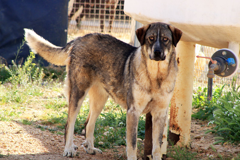 sannah_52080168950_o.jpg