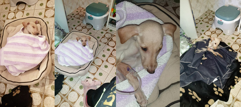 Welpe in Pflege bei Rocio