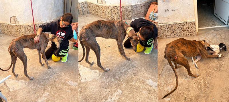 Galgo Sami mit Rosio