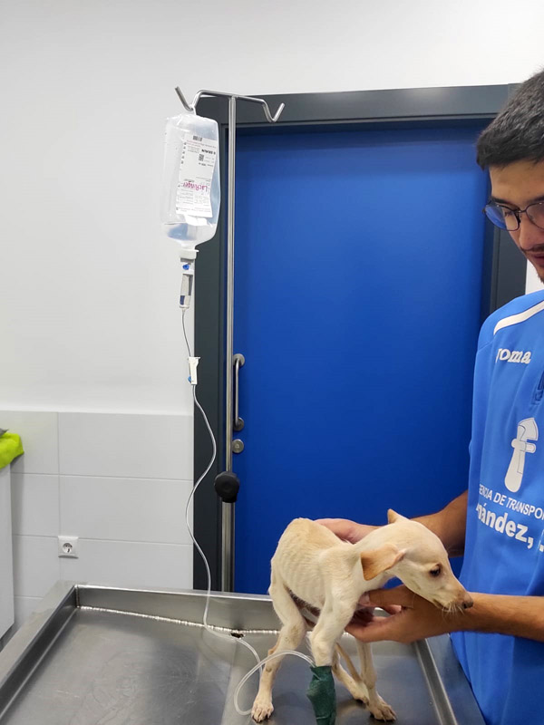 in der Tierklinik