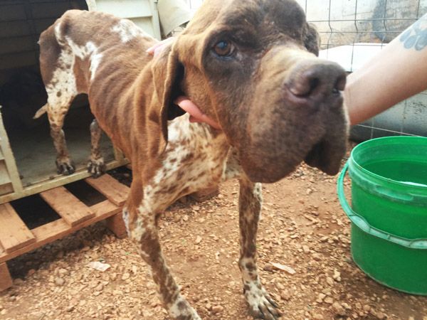 Die Jagd Ein Brutales Geschaft Mit Gebrauchsgegenstand Hund Aspa