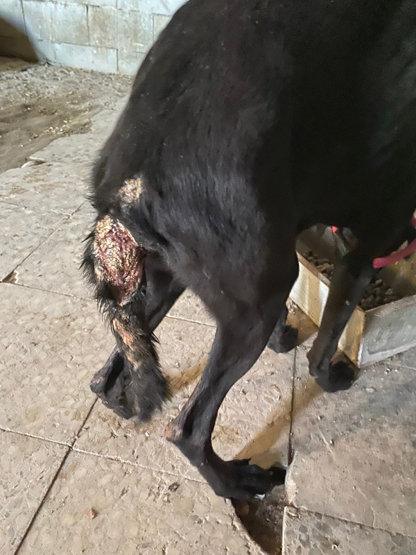 Galgobaby Yoko nachdem er aufgefunden wurde