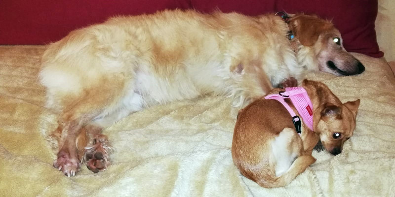 Rosa und Leo