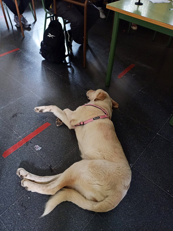 Tulli bei der Öffentlichkeitsarbeit in der Schule